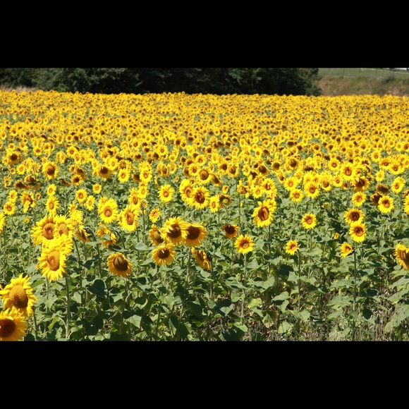 🇨🇦🇨🇦 Posh Ambassador 🇨🇦🇨🇦 - Picture 6 of 12